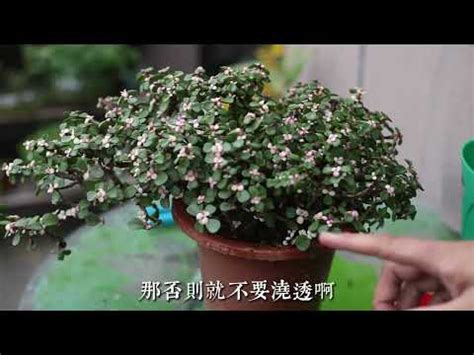 金枝玉葉植物|盆栽金枝玉葉繁殖方法與養護管理技術要點